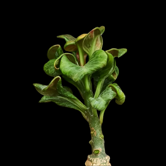 Adenium Bodhi - Mature