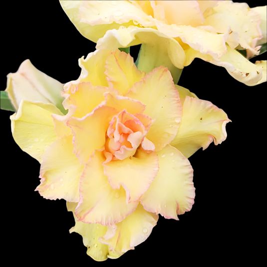 Adenium BR-106 - Mature