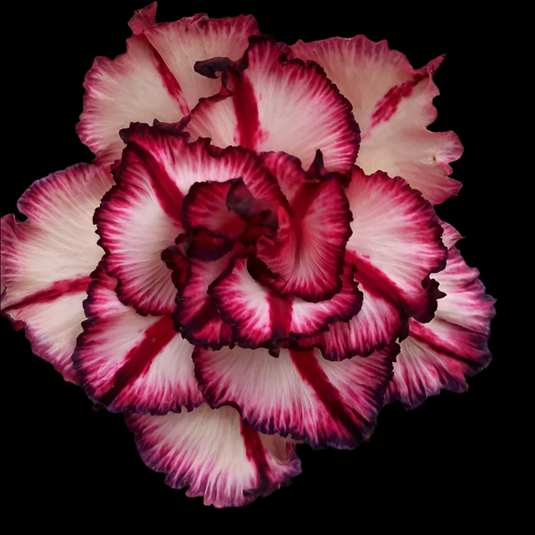 Adenium BR102 - Mature