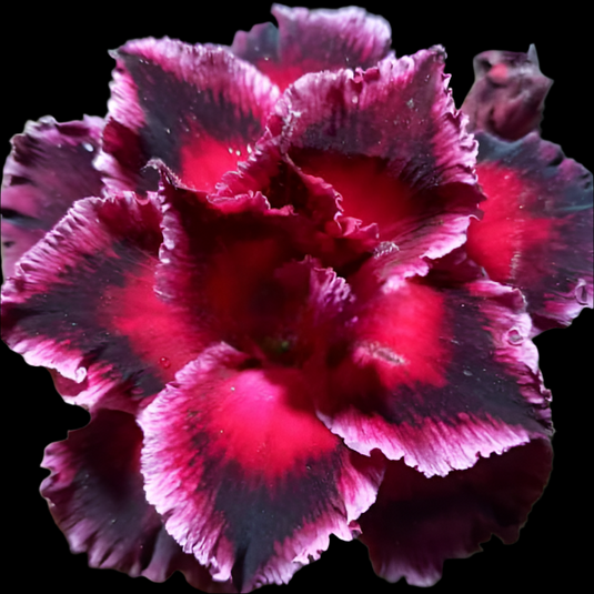 Adenium BR103 - Mature