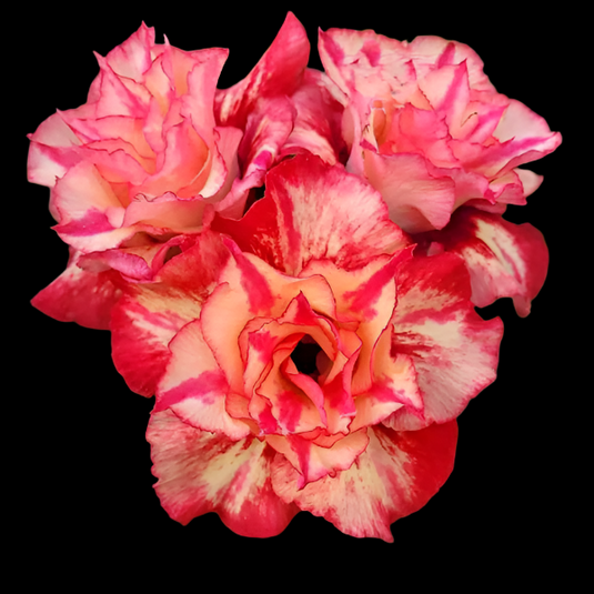 Adenium BR- 104 - Mature