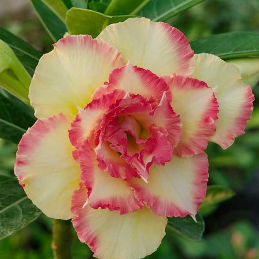 Adenium BR 114 - Mature