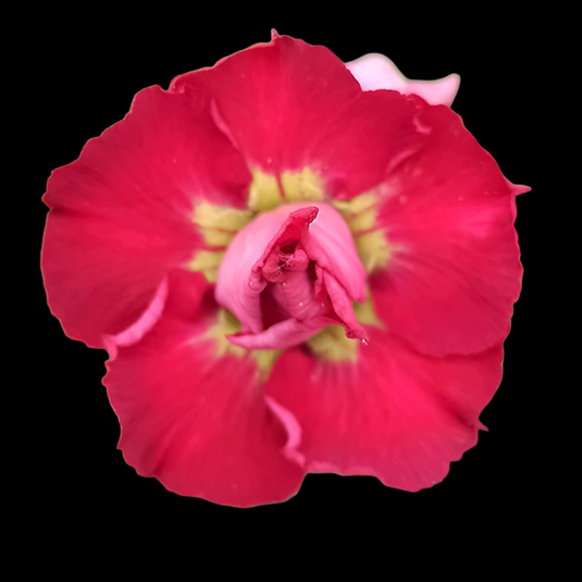 Adenium BR115 - Mature