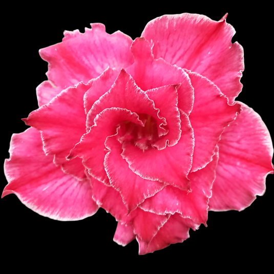 Adenium BR -120- Mature
