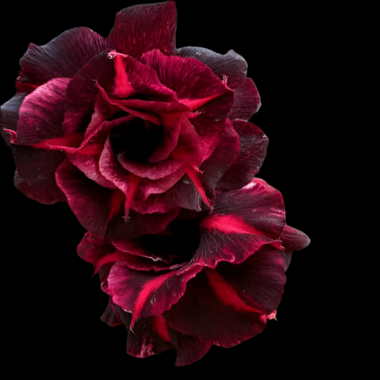 Adenium BR127- Mature