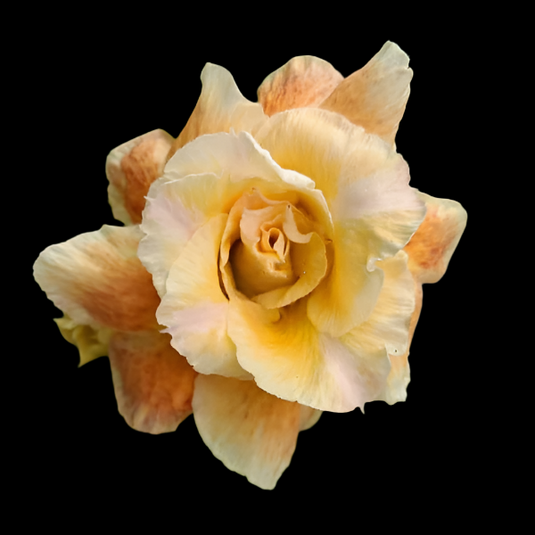 Adenium BR129- Mature