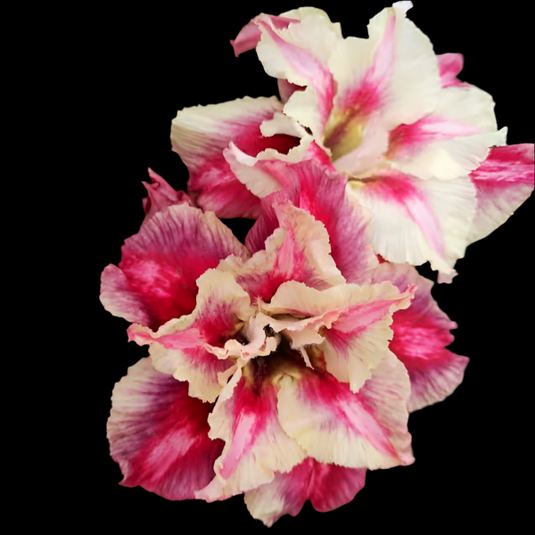 Adenium BR131- Mature