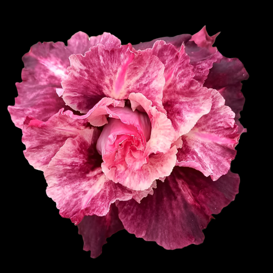 Adenium BR137- Mature