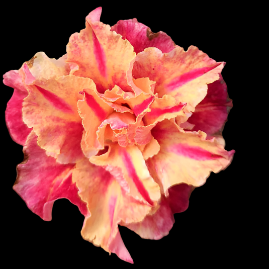 Adenium BR201 - Mature