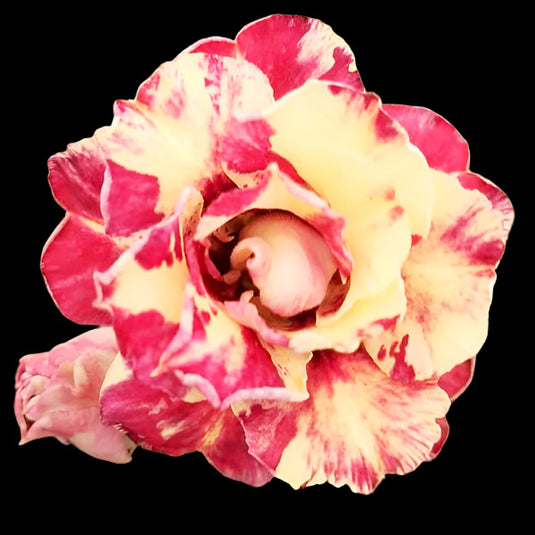 Adenium Cinderella Mature