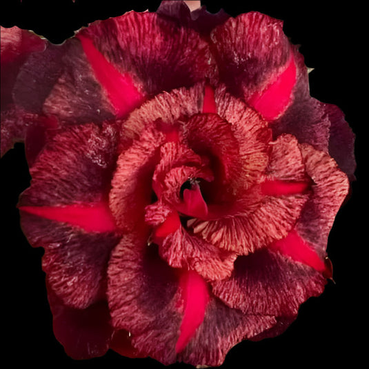 Adenium CF- Colourful - Mature