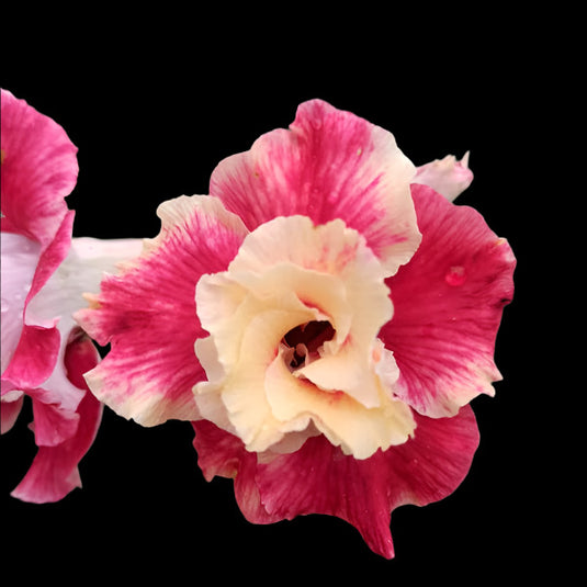 Adenium Dolma - Mature