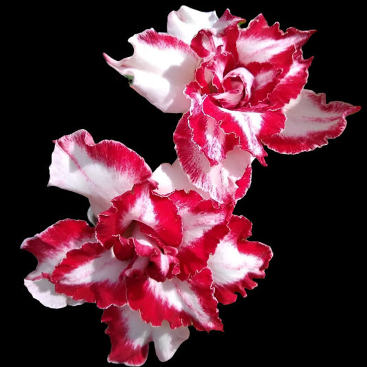 Adenium F - Ferari - Mature