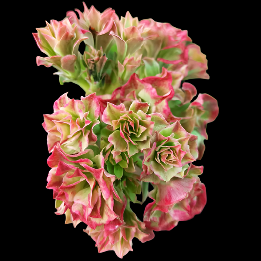 Adenium R88 Fire Oppal - Mature