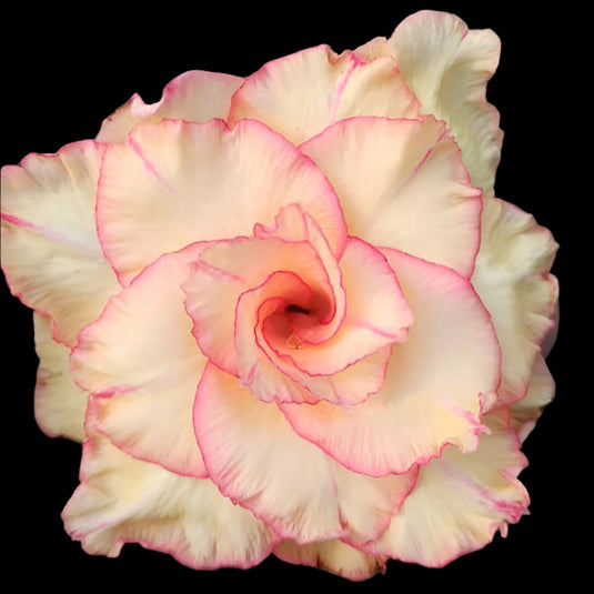 Adenium GF - Gold Fish - Mature