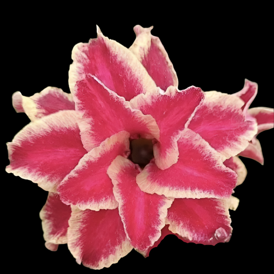 Adenium Gold Star - Mature