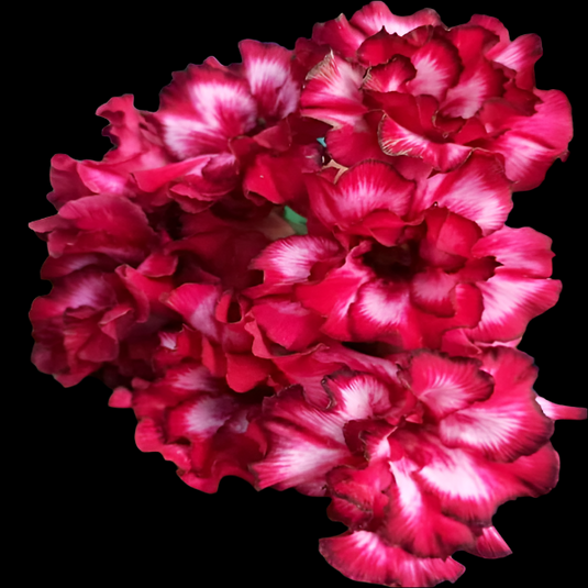 Adenium 117 - High Blooming - Mature