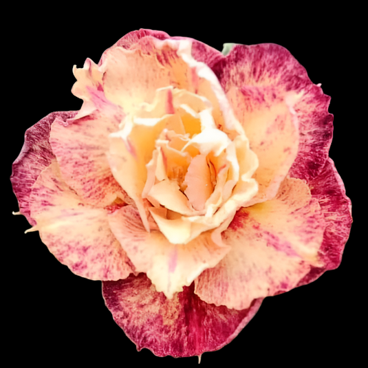 Adenium Kaleidoscope - Mature