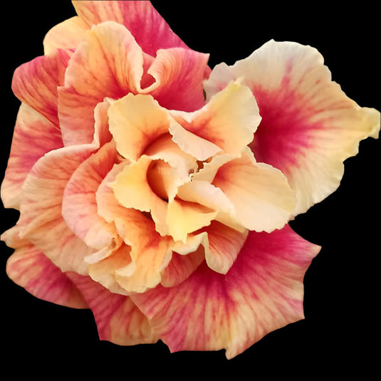 Adenium Lady - Mature