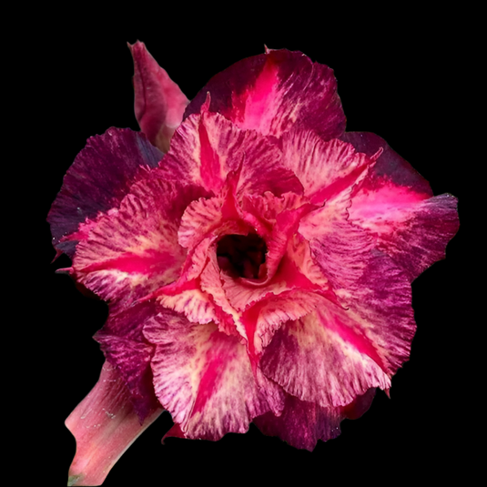 Adenium L - Lumbriell - Mature