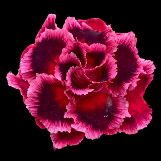 Adenium M29 - Mature