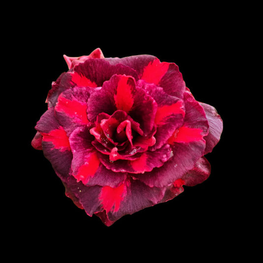 Adenium Mahanoap - Mature