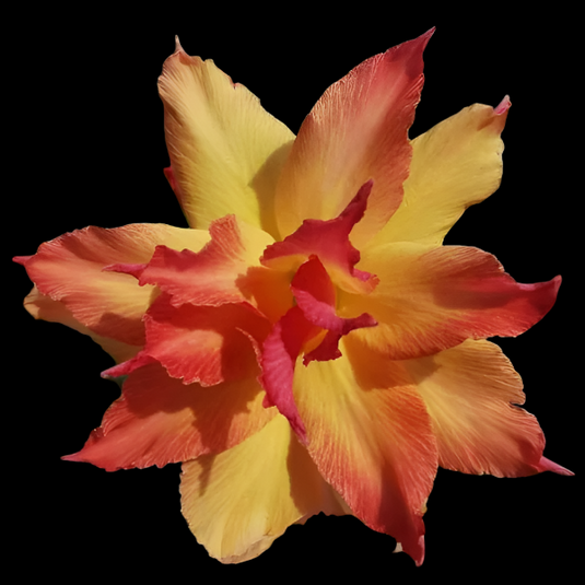 Adenium Maple - Mature