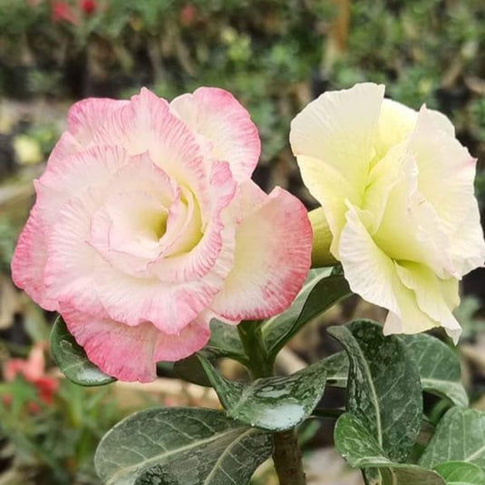 Adenium Maya - Mature