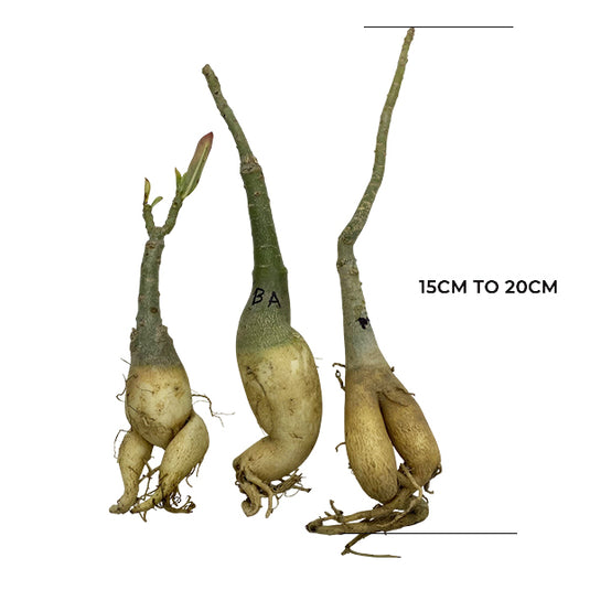 Adenium Gold Star - Mature