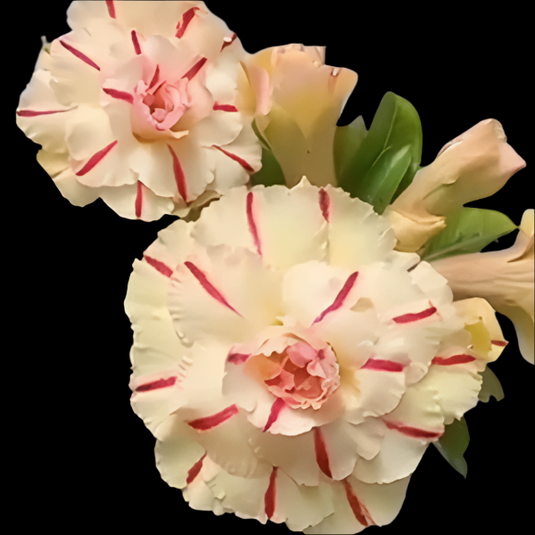 Adenium PR - Ploy Rung - Mature