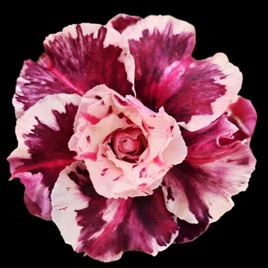 Adenium R33 - Mature