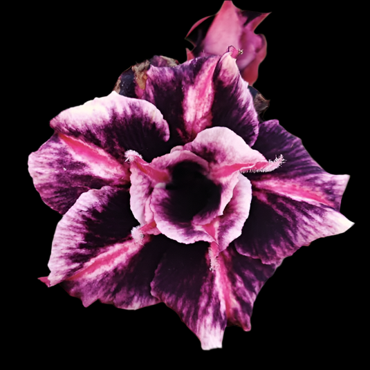 Adenium RN5 - Mature