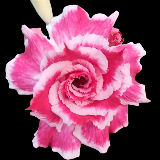 Adenium SL- Silver Love - Mature