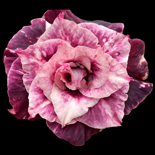 Adenium Tiger - Mature