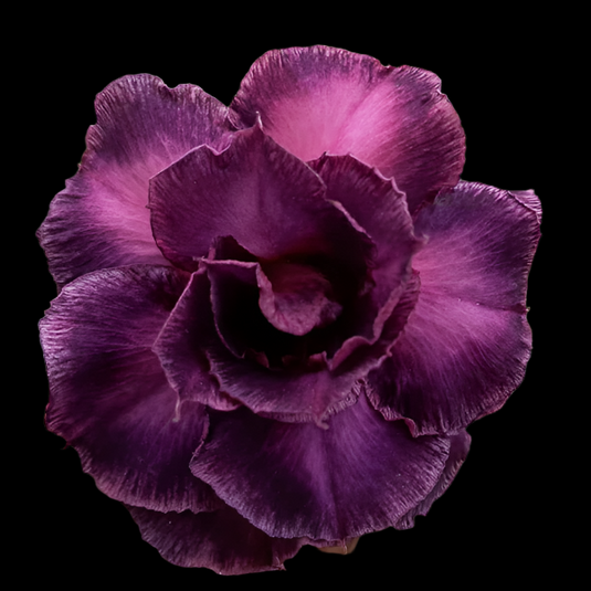 Adenium VP - Verigated Purple Flower - Mature