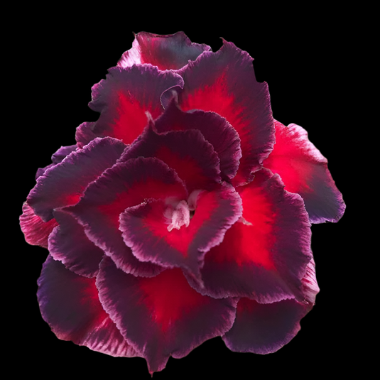 Adenium Wonderland - Mature