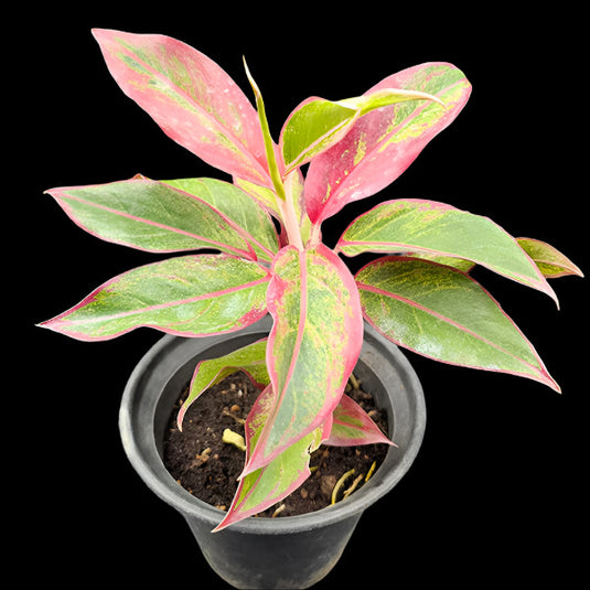 Aglonaima Red Lipstic Plant