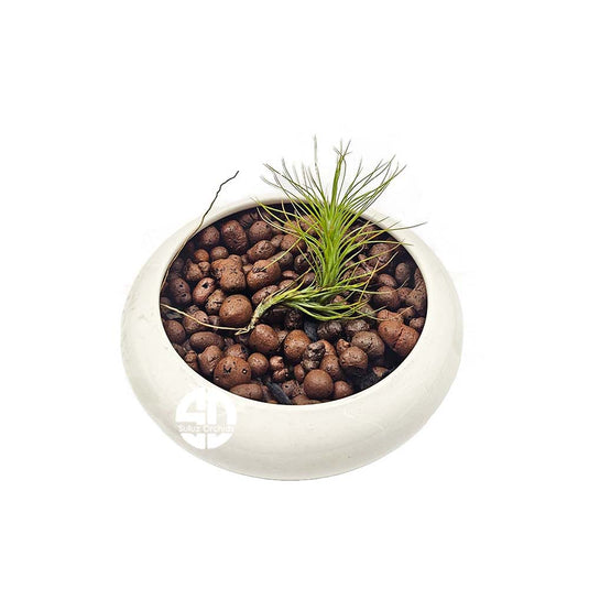 Tillandsia Fuchsii Air Plant