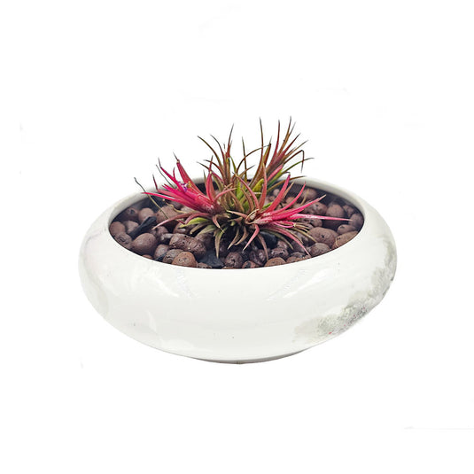 Tillandsia Red Air Plant