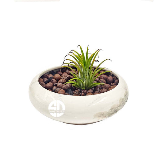 Tillandsia Yellow Air Plant