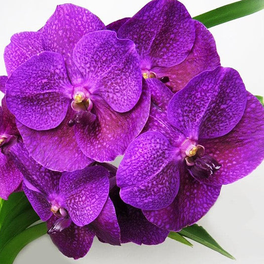 Vanda Orchid Plant - Dr. Anek x Somsri Pink x Kasem Delight Blue Mature