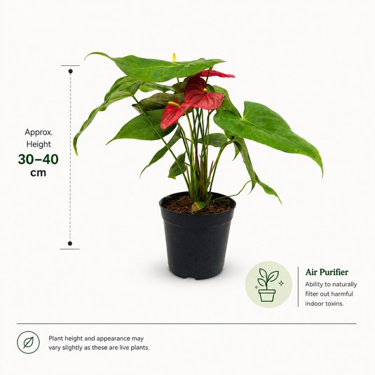 Anthurium Amirante Plant