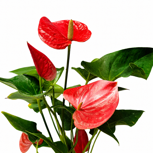 Anthurium Aristo Red Plant