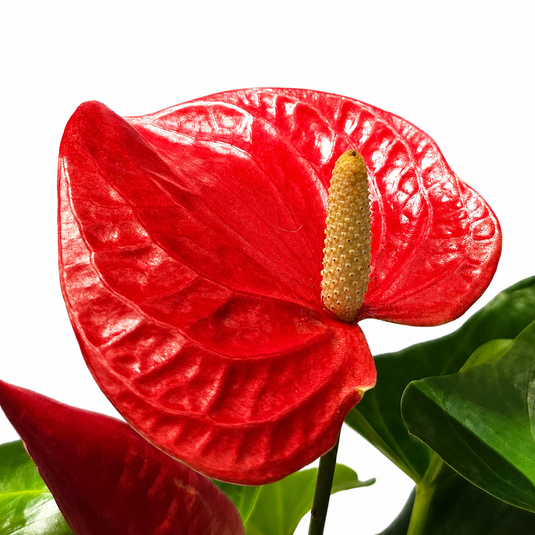 Anthurium Aristo Red Plant