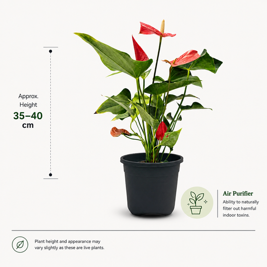 Anthurium Aristo Red Plant