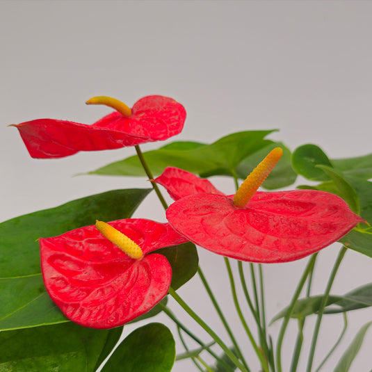 Anthurium Aroha Plant