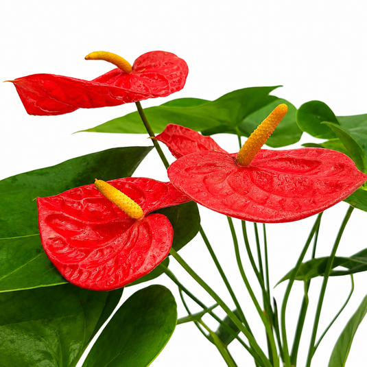 Anthurium Aroha Plant