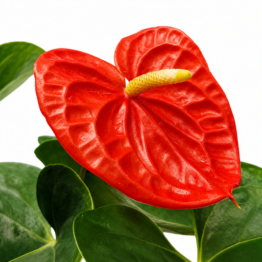 Anthurium Atlas Plant