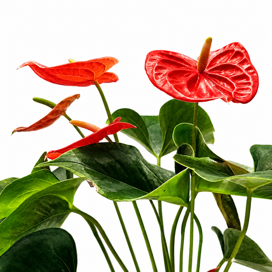 Anthurium Atlas Plant