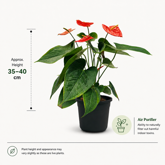 Anthurium Atlas Plant